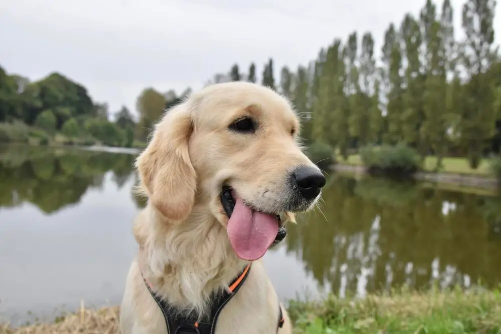 Service Animals, Emotional Support Animals, and Pets: How Are They Different? A Guide for New Jersey Landlords